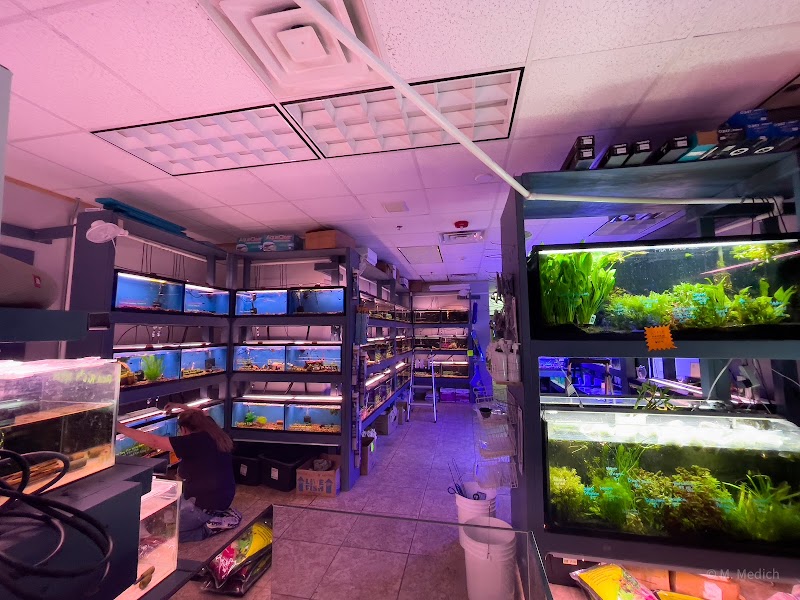 The Golden Guppy - Photo 5