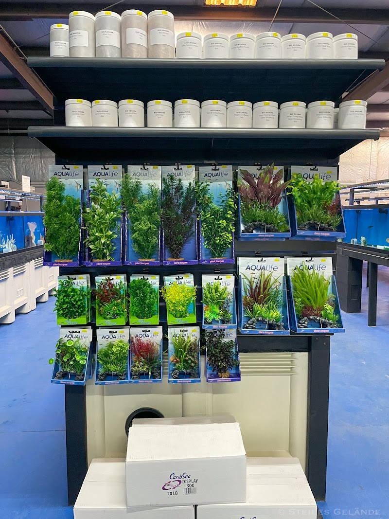 Big Kahuna Tropical Fish - Photo 3