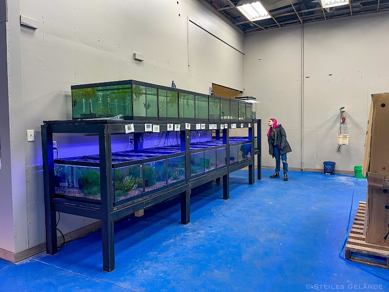 Big Kahuna Tropical Fish - Photo 5