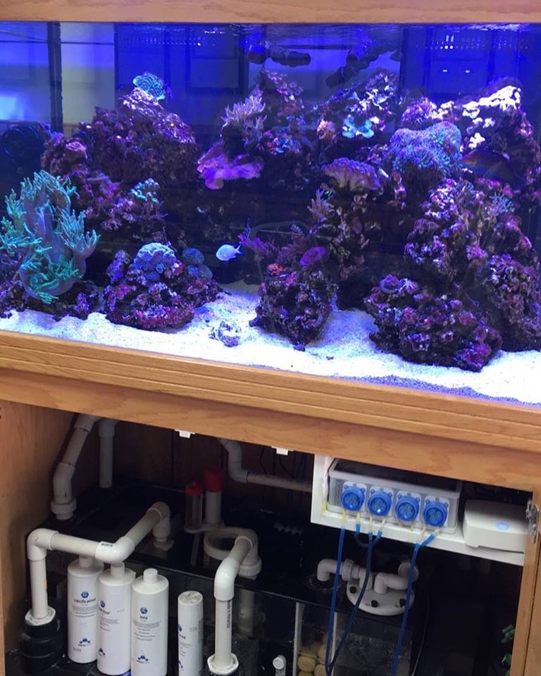 Aquatic Realmz Aquarium Maintenance & Design - Photo 5