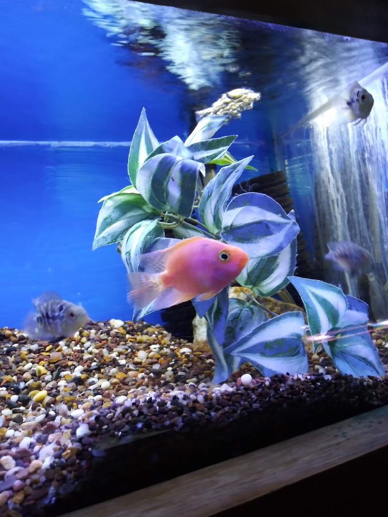 The Fish Factory - Photo 3