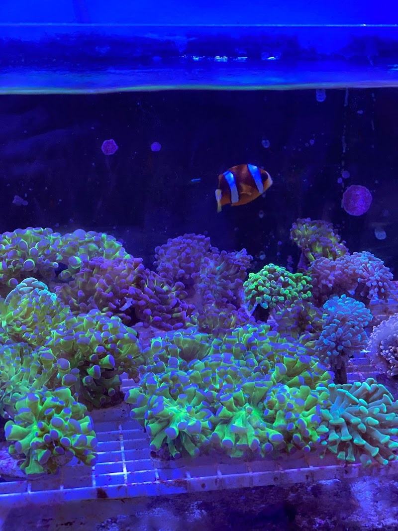 Easy Aqua Fish & Coral - Photo 3