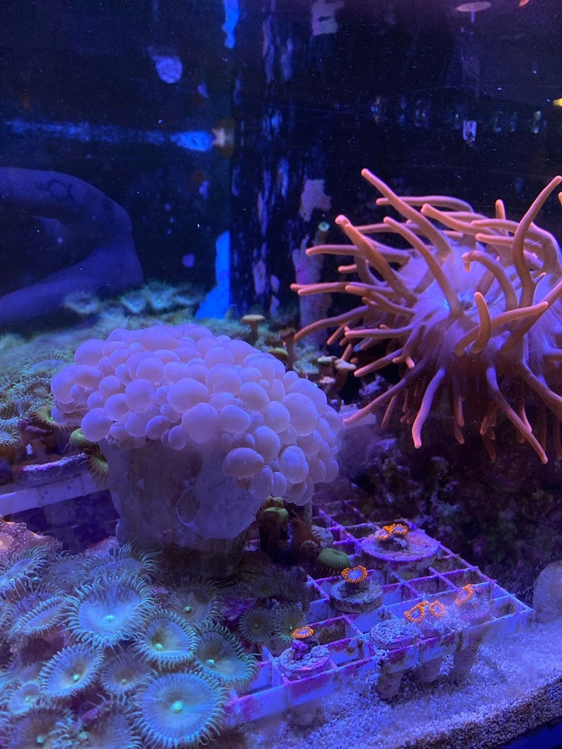 Easy Aqua Fish & Coral - Photo 5