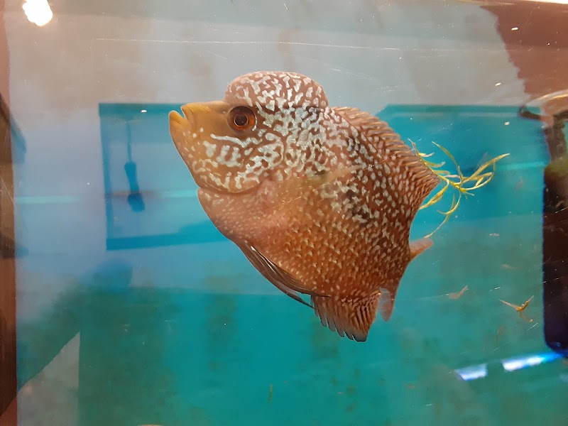 Milwaukee Aquatics - Photo 5