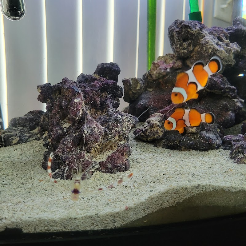 Wet Dreams Aquatics - Photo 5