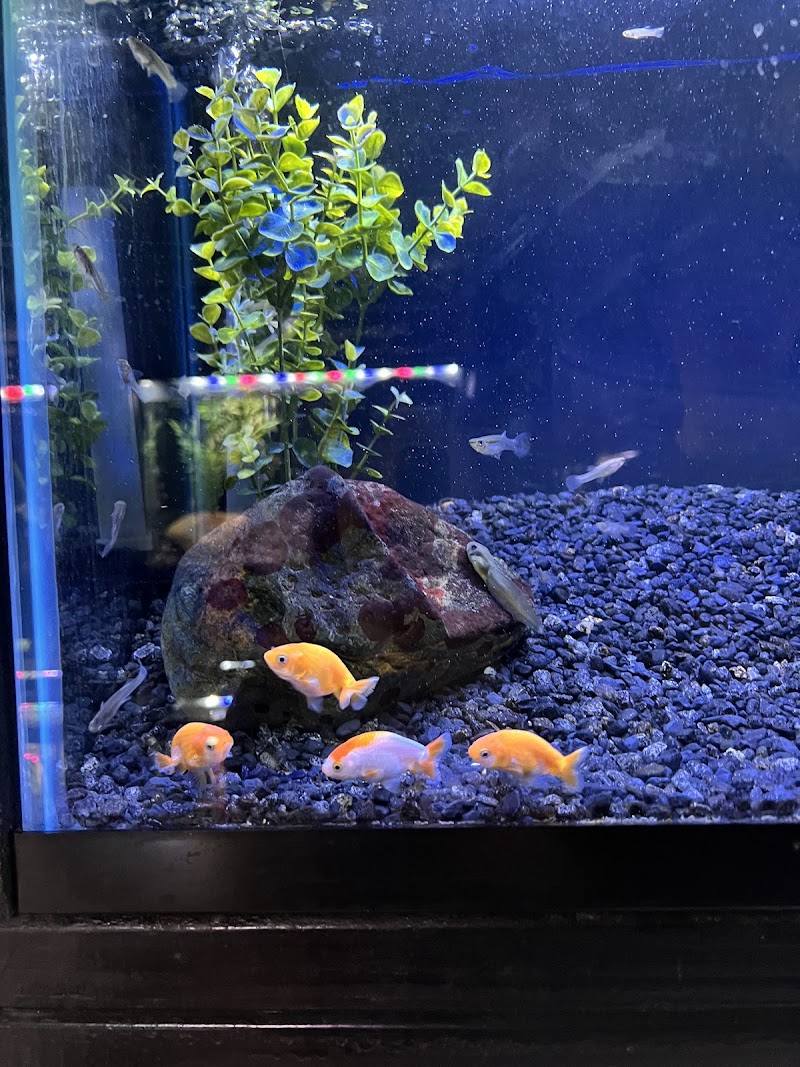 Ultimate Aquarium Inc - Photo 2