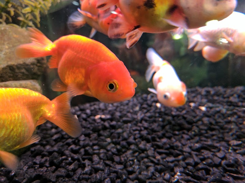 Ultimate Aquarium Inc - Photo 5