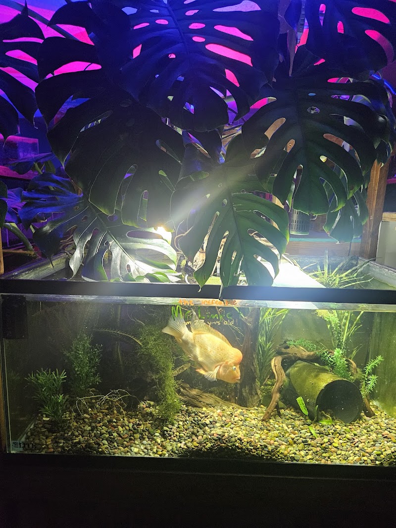 Infinite Aquarium - Photo 4