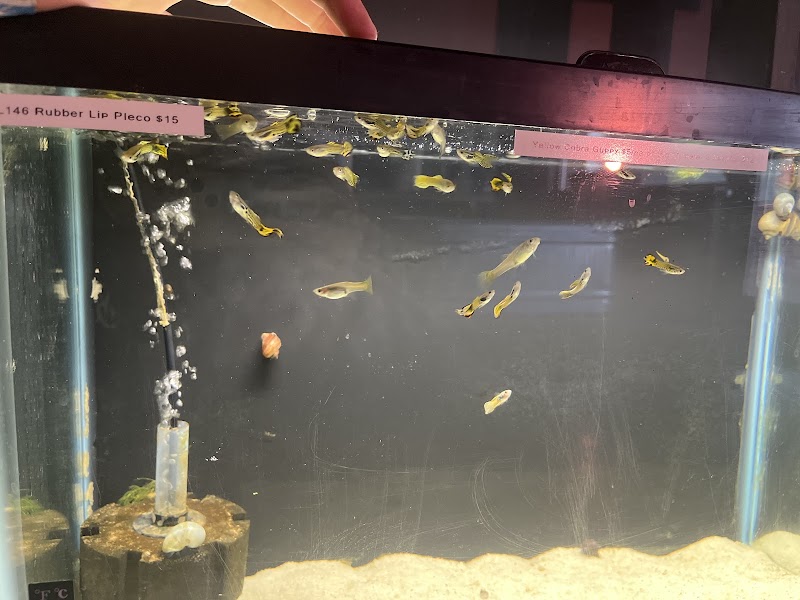 Red Fish Blue Fish Aquatics - Photo 3