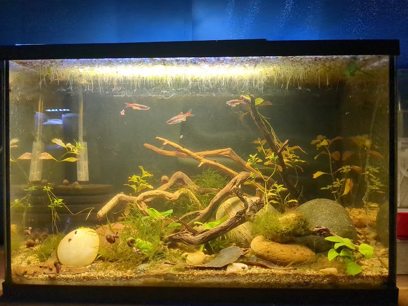 Red Fish Blue Fish Aquatics - Photo 5