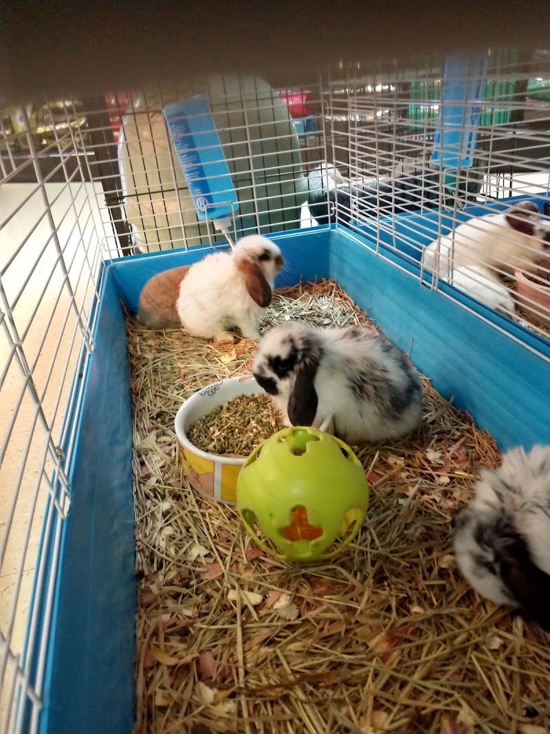 Colonial Pet Shoppe - Photo 2