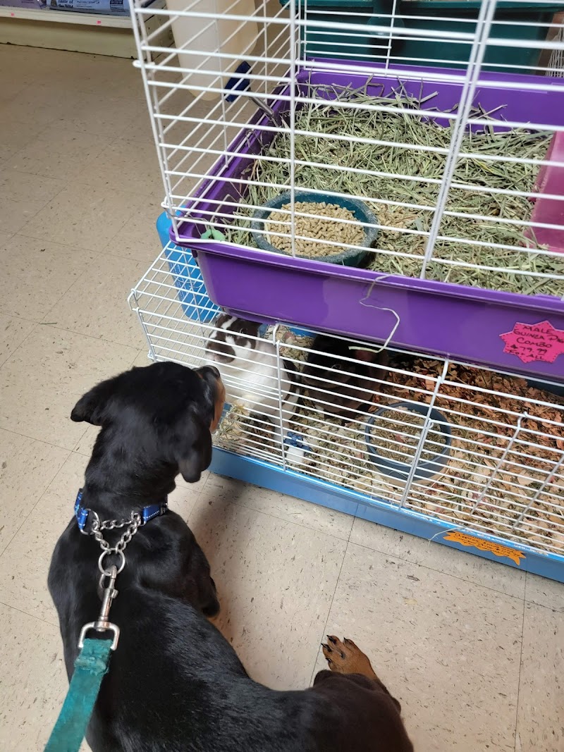 Colonial Pet Shoppe - Photo 3