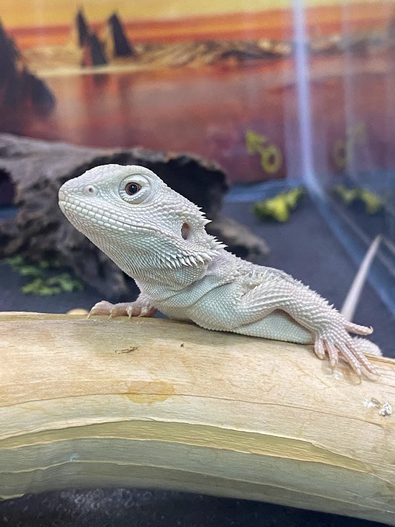 Too Many Exotics LLC - Photo 2