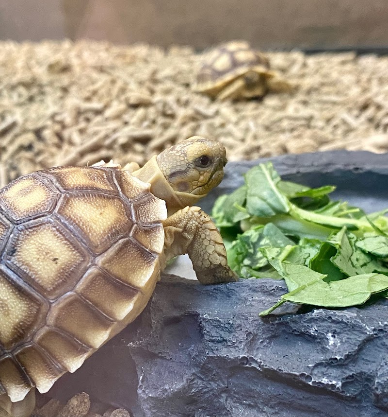 Too Many Exotics LLC - Photo 4