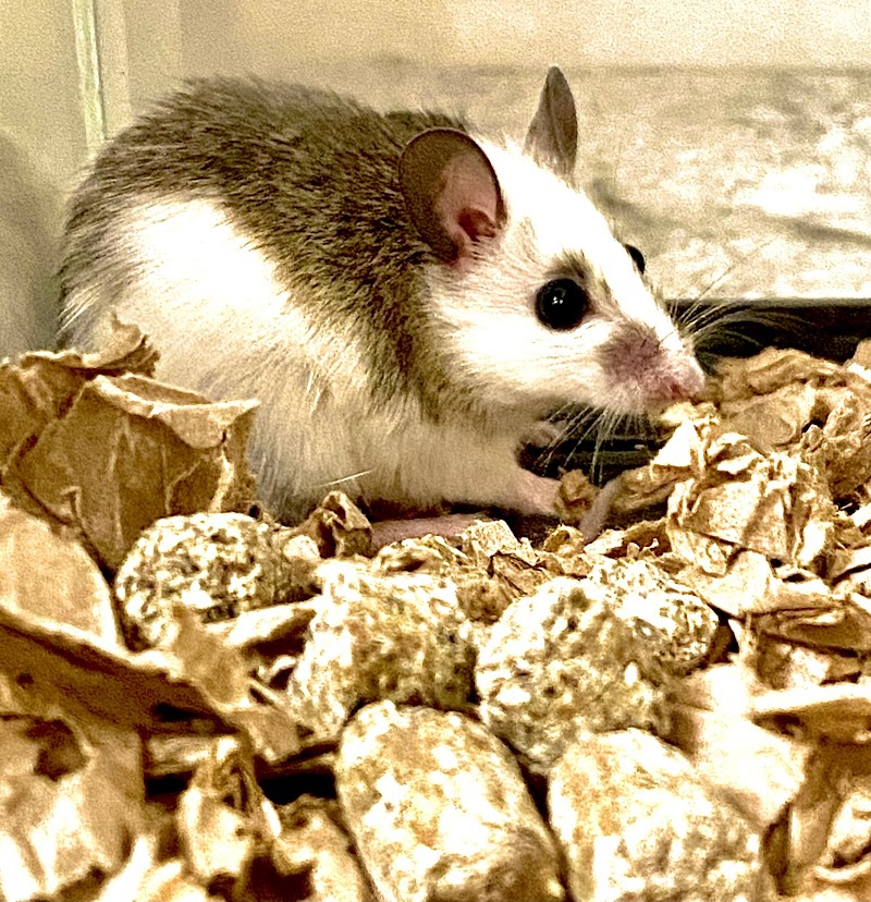 Too Many Exotics LLC - Photo 5