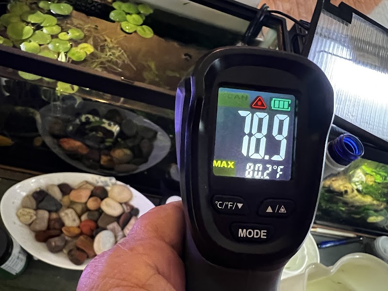 Dan's Fish - Photo 3