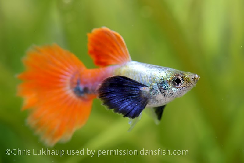 Dan's Fish - Photo 4