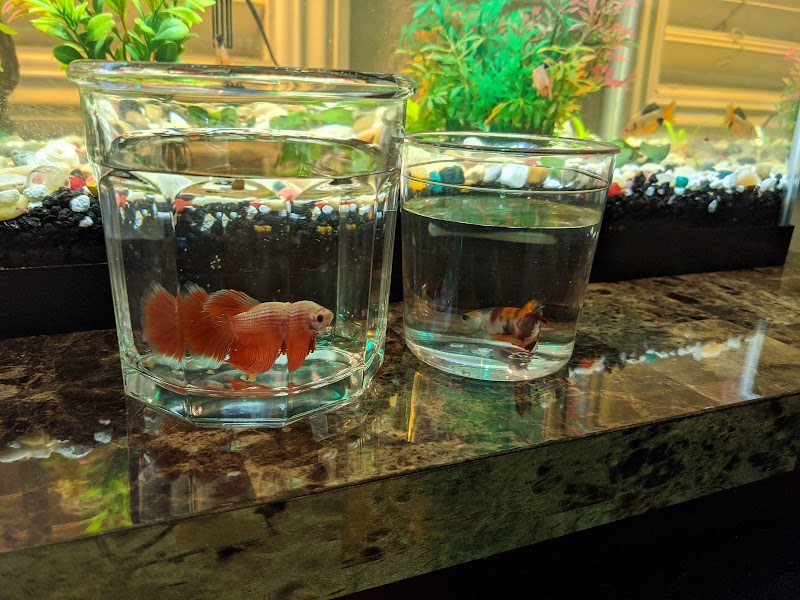 King Aquarium - Photo 3