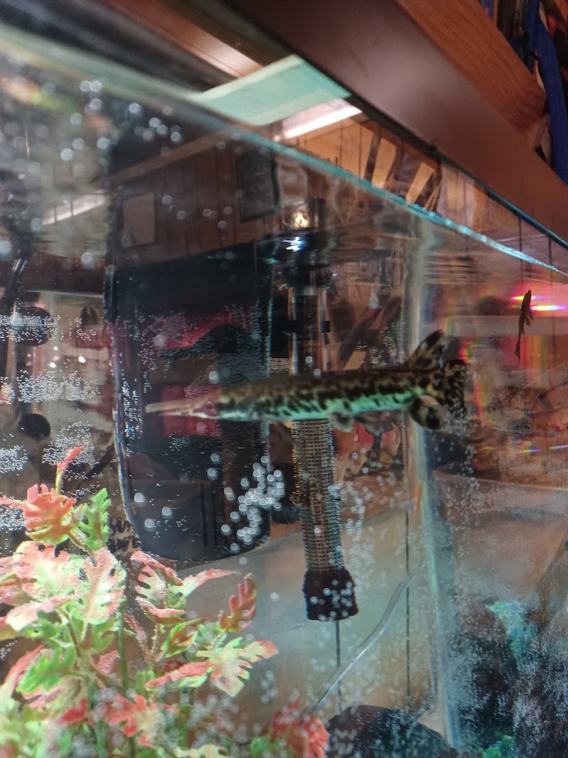 Joe's Pet Place - Photo 1