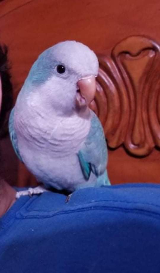 Bayouabird - Photo 2