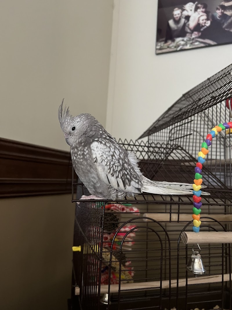 Bayouabird - Photo 3