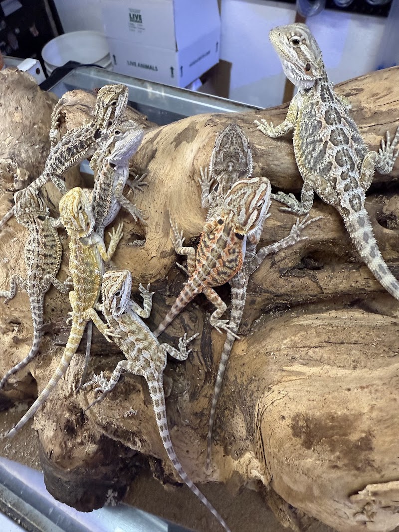 Aquatic Pets and Reptiles - Photo 3