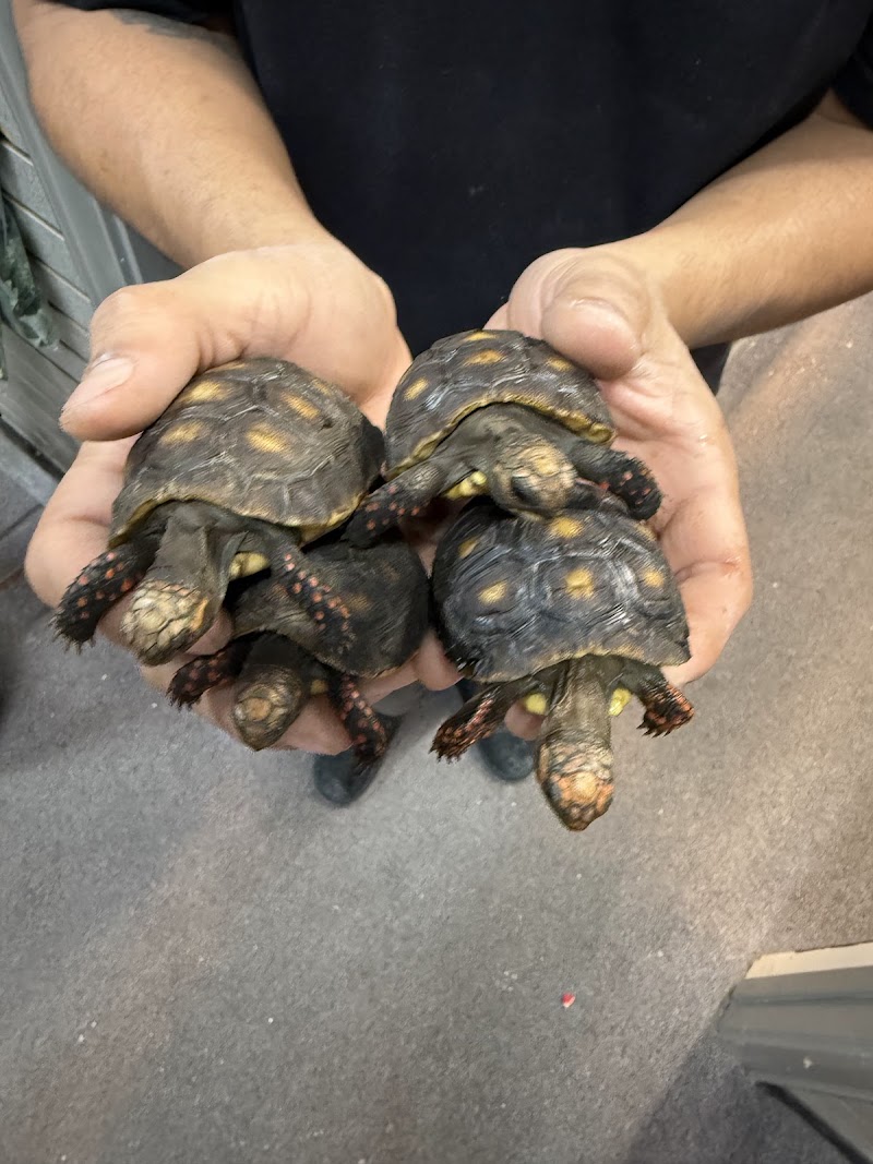 Aquatic Pets and Reptiles - Photo 4