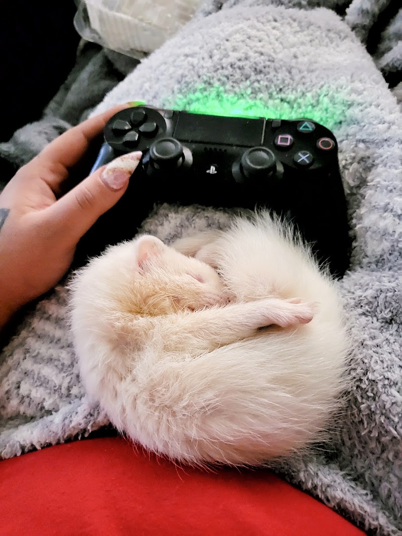 Lacey Pet Supply with Next Level Exotics - Photo 3