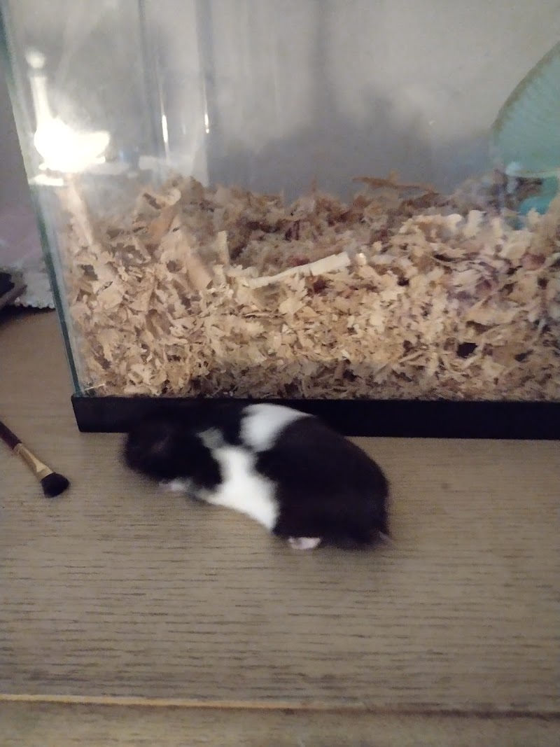 Lacey Pet Supply with Next Level Exotics - Photo 5