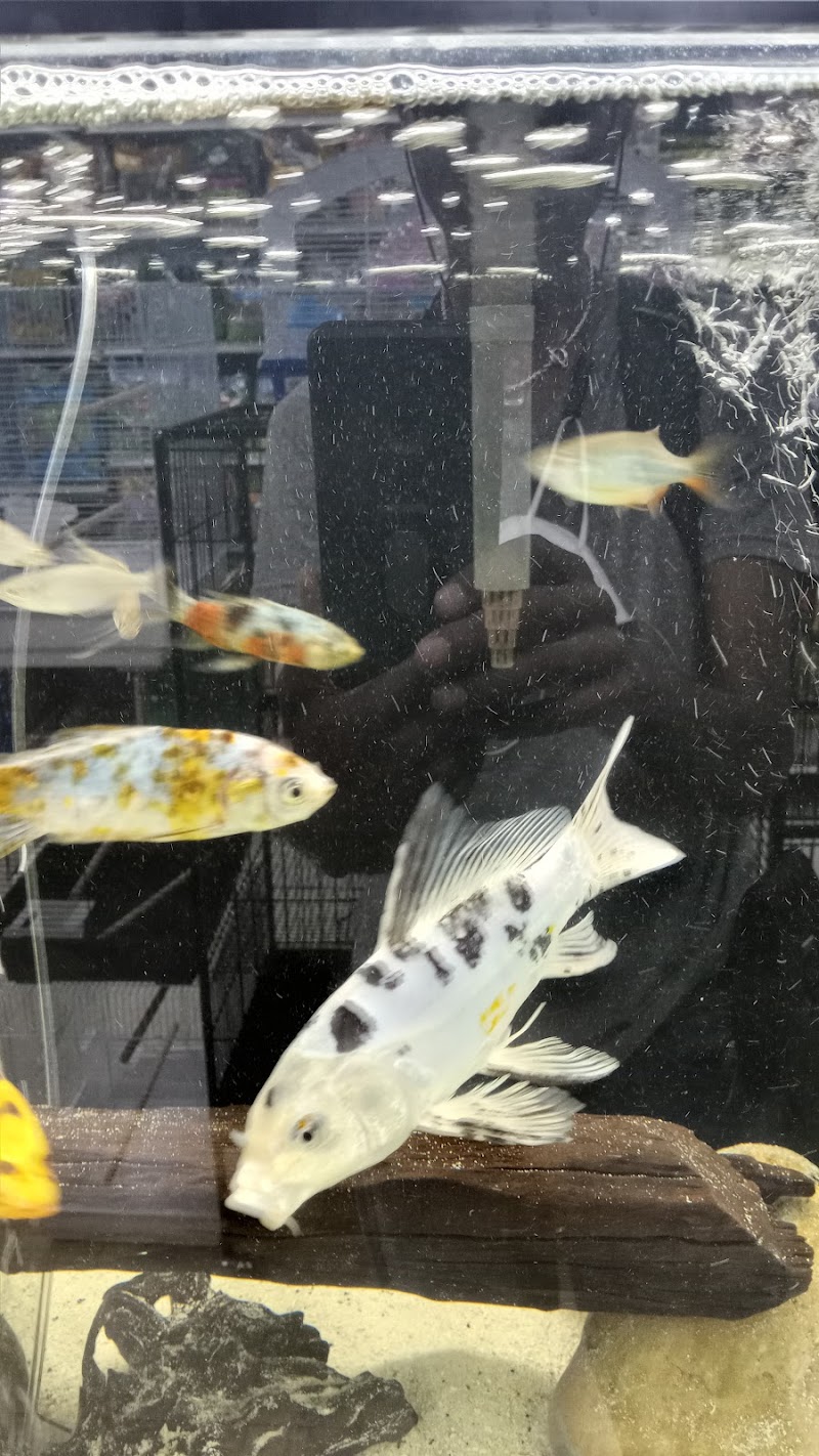 The Pet Store - Photo 4