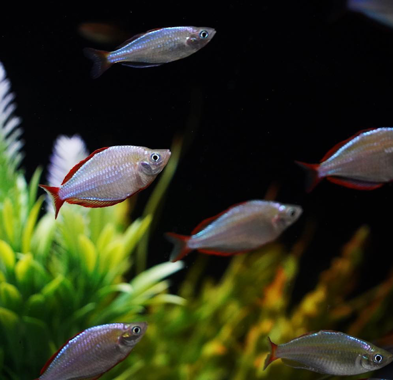 OSA Aquarium Superstores & Services- Seekonk MA - Photo 3