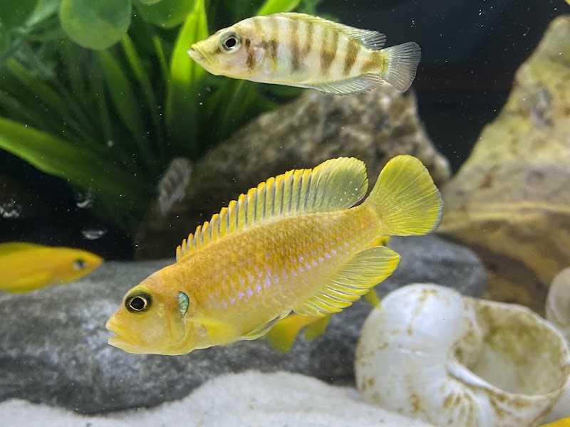 OSA Aquarium Superstores & Services- Seekonk MA - Photo 5