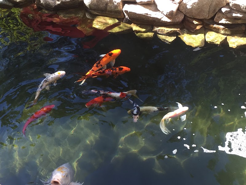 Kol Koi Pondscapes - Photo 4