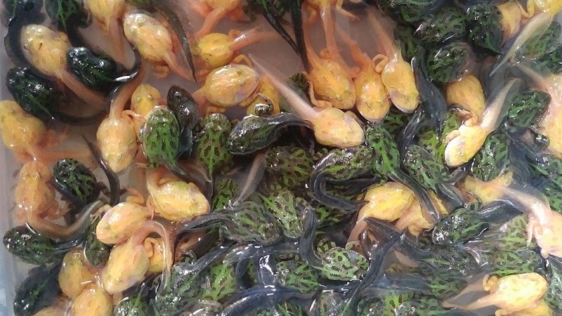 The Reptile Depot - Photo 2