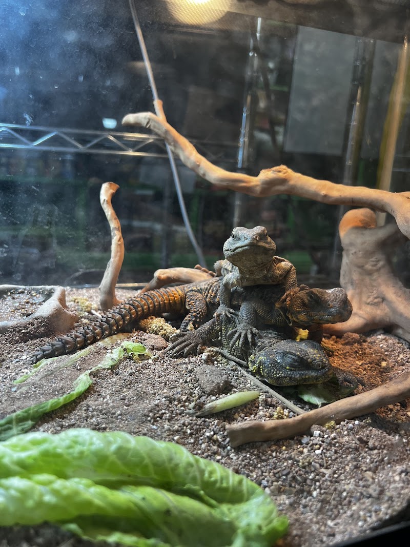 The Reptile Depot - Photo 5