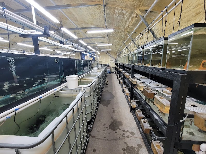 Ron's Cichlids - Photo 1