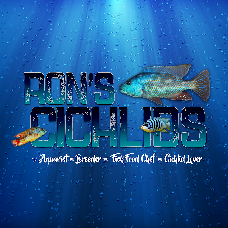 Ron's Cichlids - Photo 2
