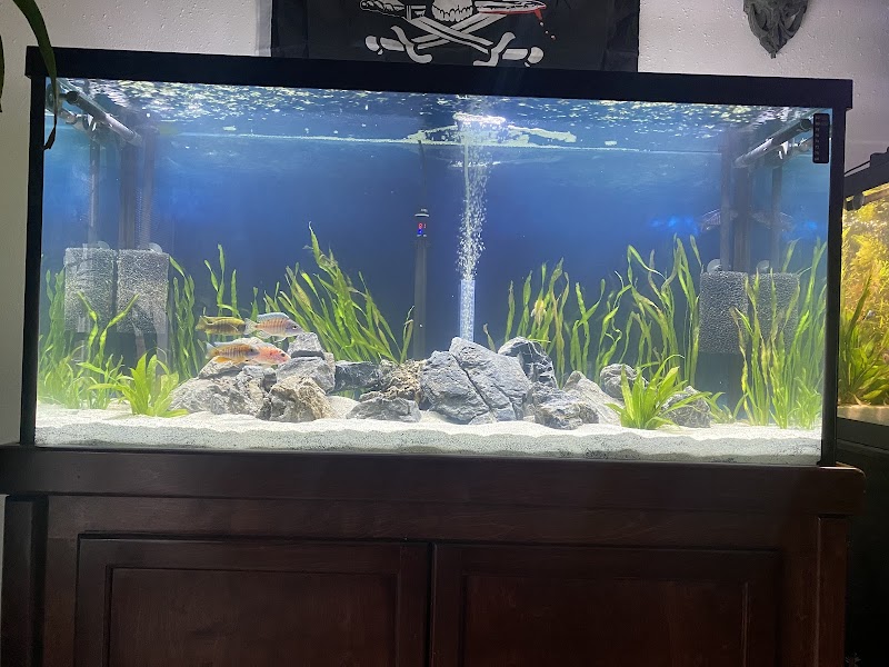 Ron's Cichlids - Photo 3