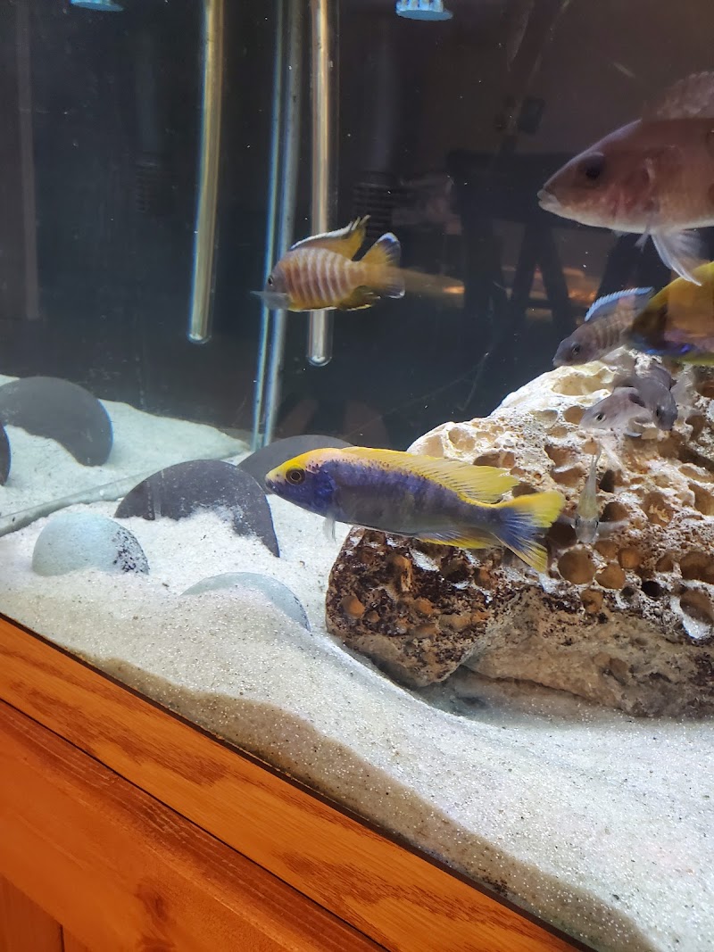 Ron's Cichlids - Photo 4
