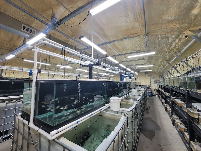 Ron's Cichlids - Photo 5