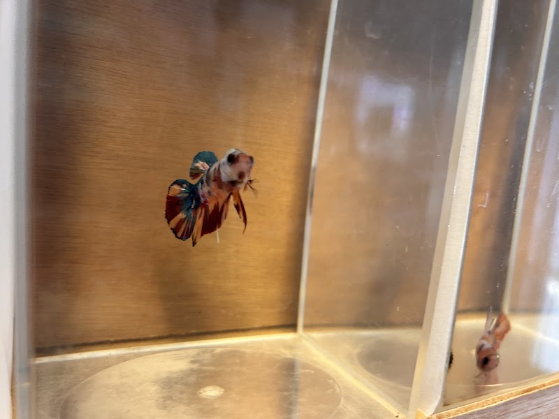 Aquatic Betta Shop - Photo 2