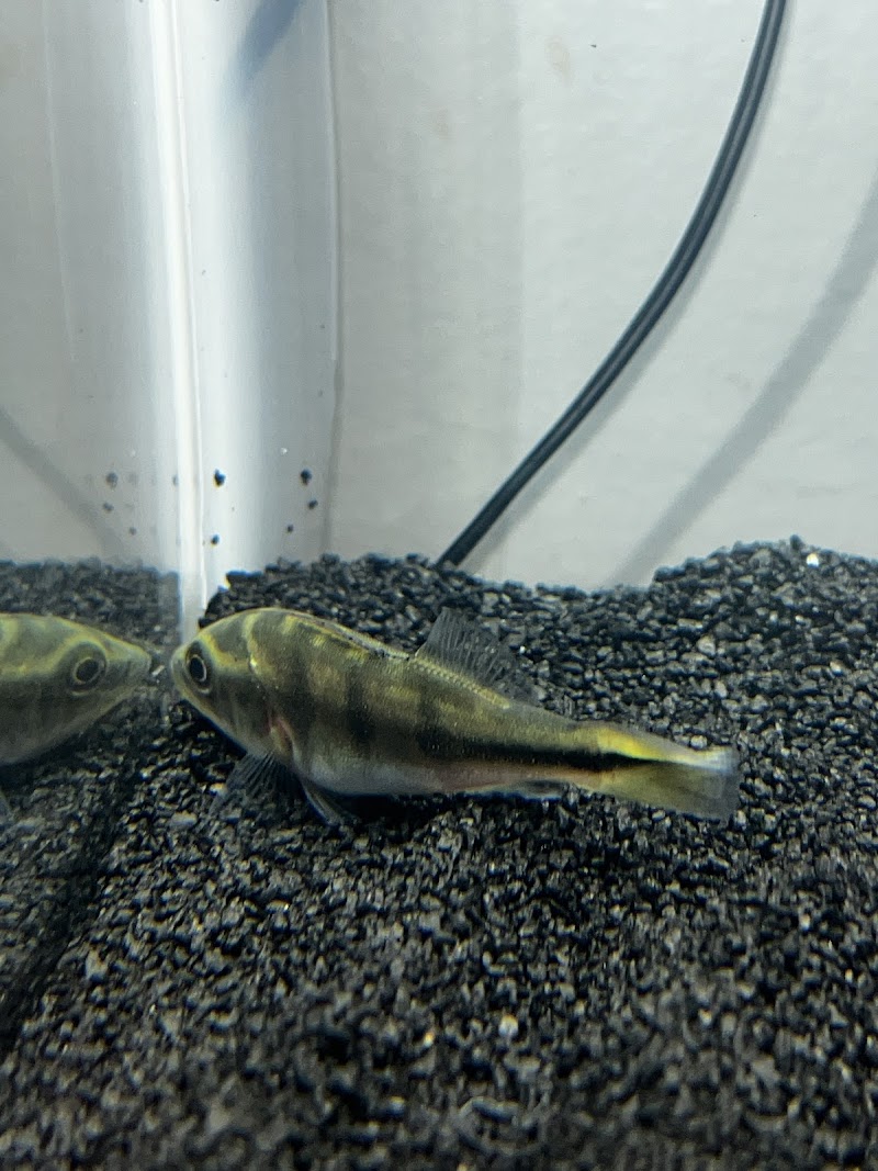 Aquatic Betta Shop - Photo 3