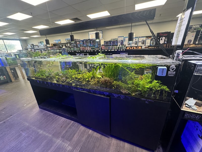 Blue Thumb - Photo 3