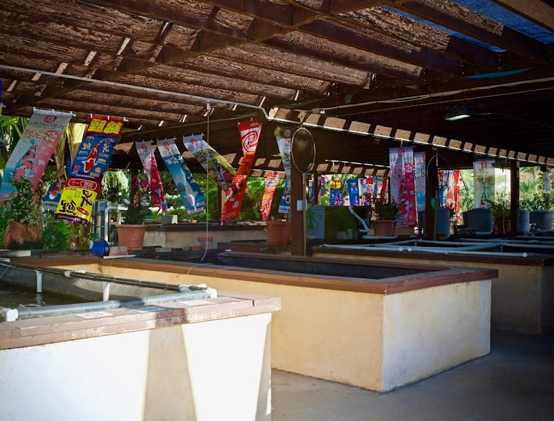 Mystic Koi & Water Gardens - Photo 3