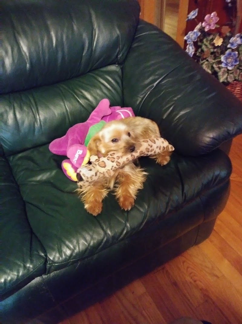 St Tammany Pet Center - Photo 2