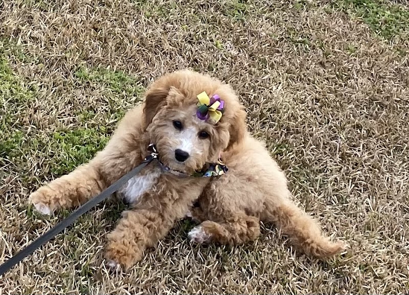 St Tammany Pet Center - Photo 3