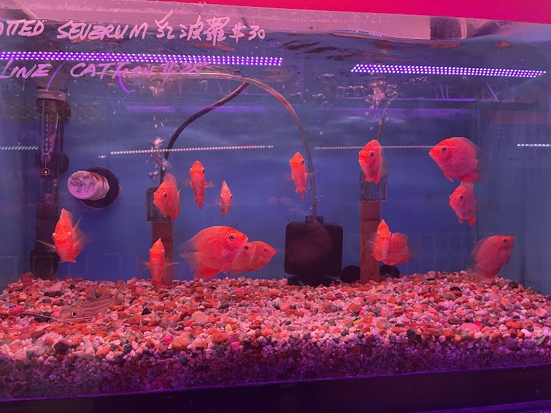 Kissena Aquarium Inc - Photo 4