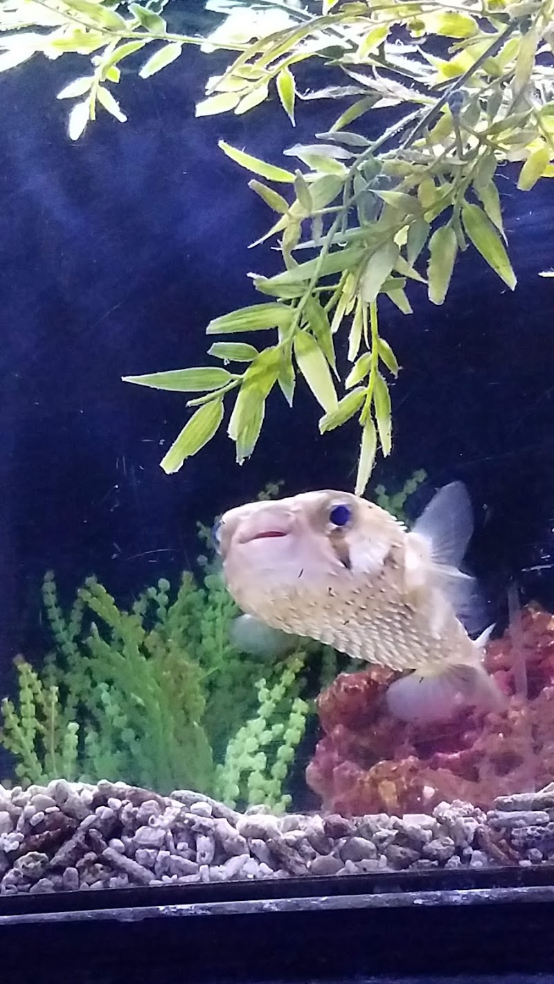 Caesar's Tropical Fish Factory - Photo 3