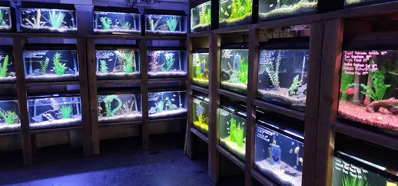 Caesar's Tropical Fish Factory - Photo 5