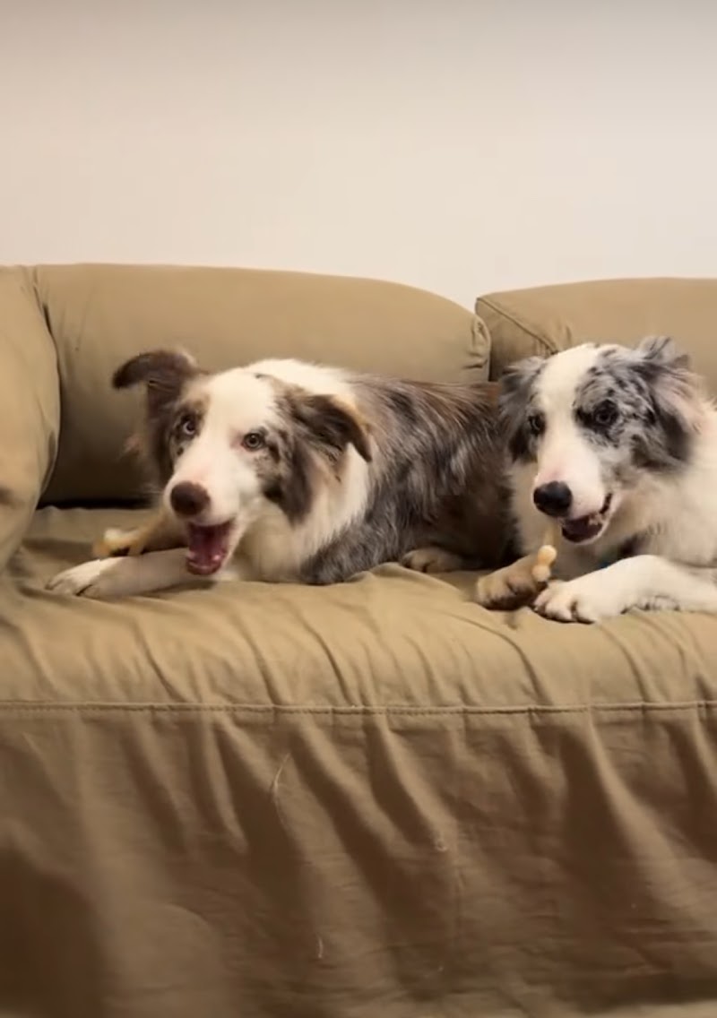 Animal House Pet Shop - Photo 3